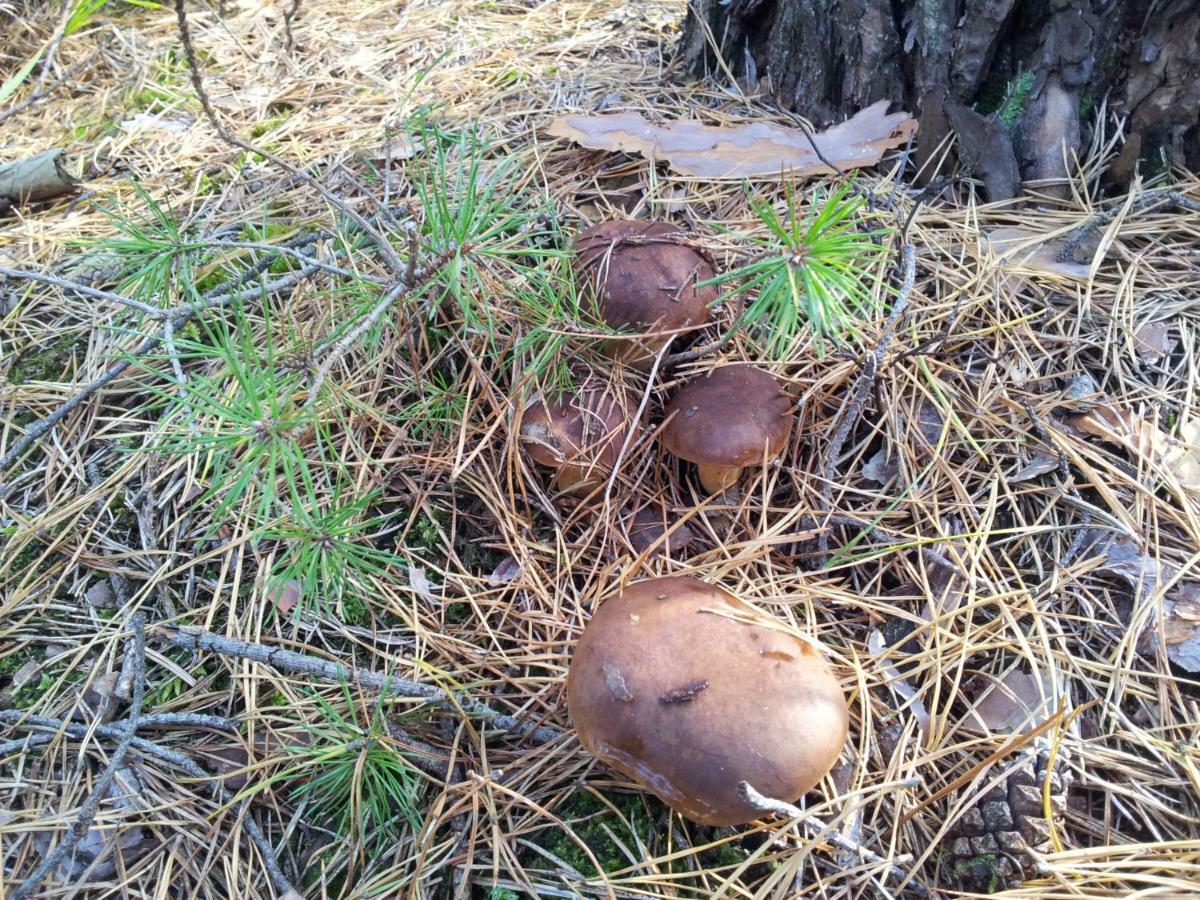 Stawy U Sikory - Dom Rybak - Agroturystyka I Lowisko Nowa Wies  Exterior foto